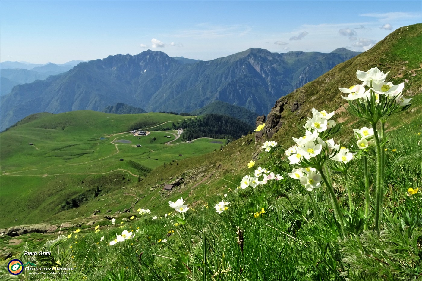 25 Estese fioriture di anemone narcissino, pulasatilla alpina sulfurea con vista sui Piani dell'Avaro..JPG